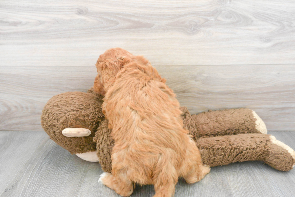 Best Mini Goldendoodle Baby