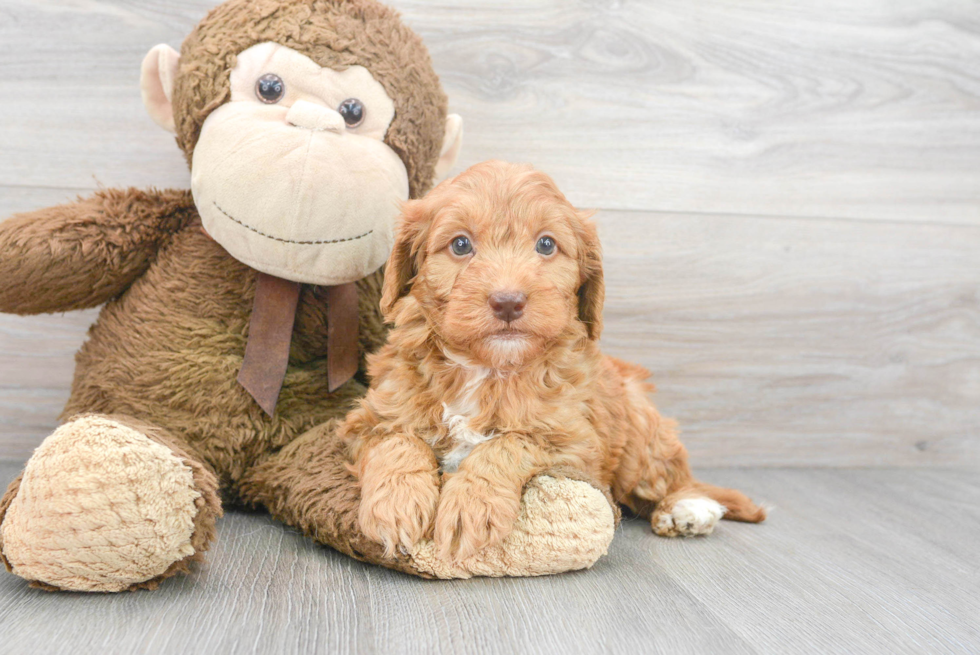 Adorable Golden Retriever Poodle Mix Puppy