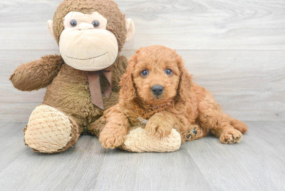 Best Mini Goldendoodle Baby