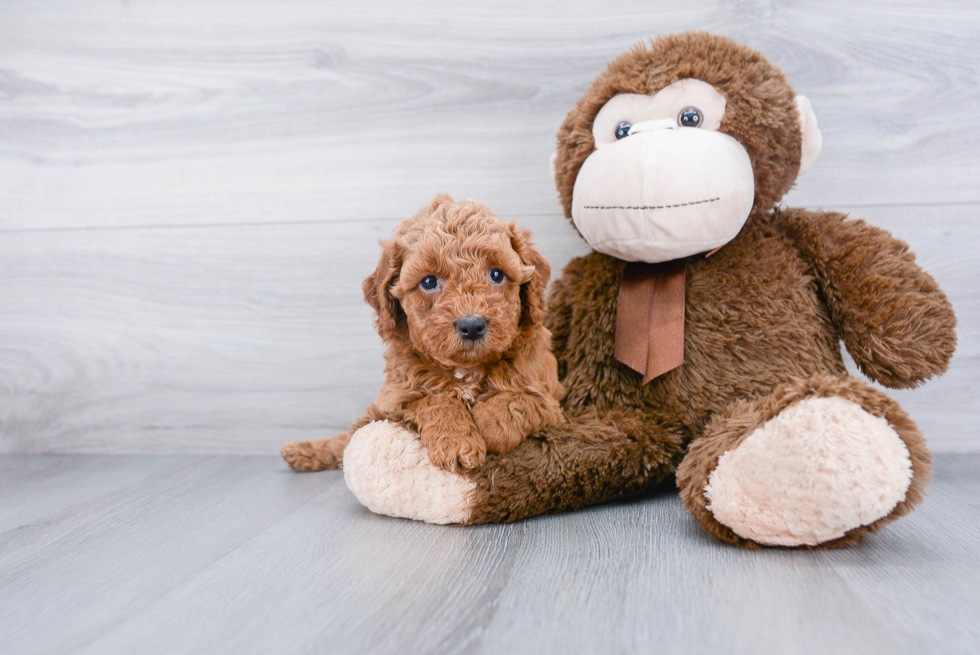 Little Golden Retriever Poodle Mix Puppy