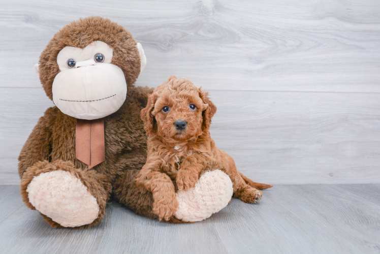 Best Mini Goldendoodle Baby