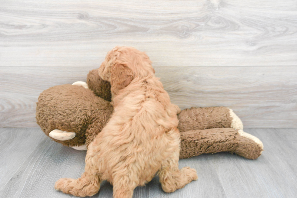 Friendly Mini Goldendoodle Baby