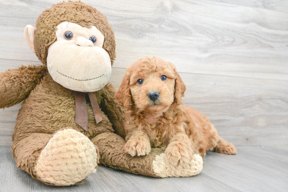 Mini Goldendoodle Puppy for Adoption