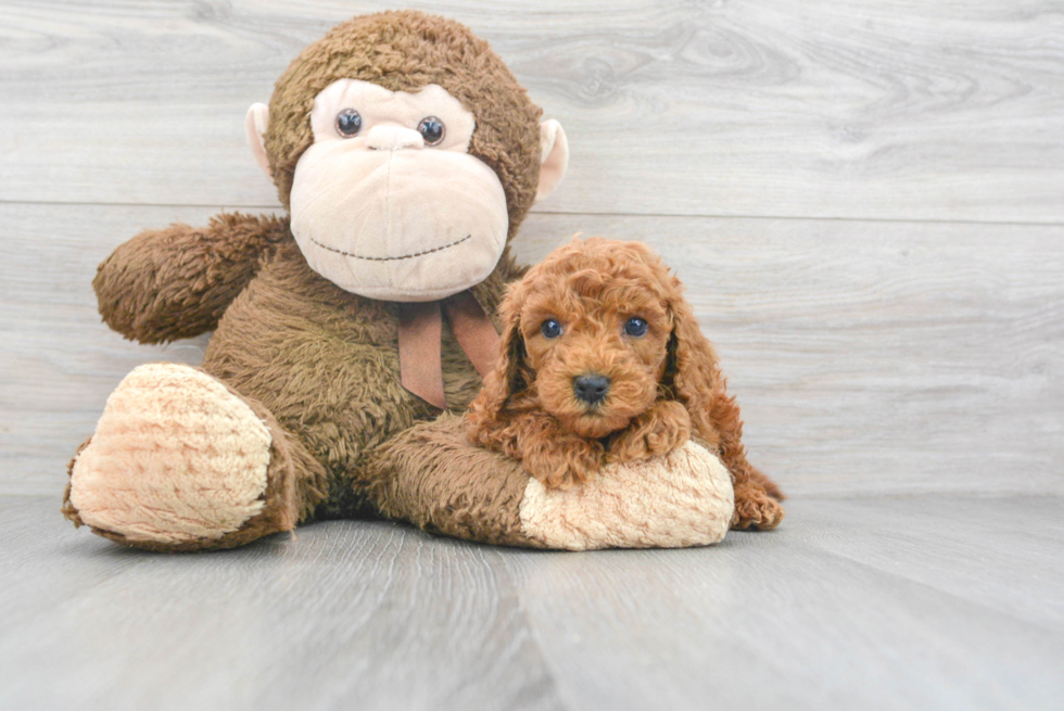 Mini Goldendoodle Pup Being Cute