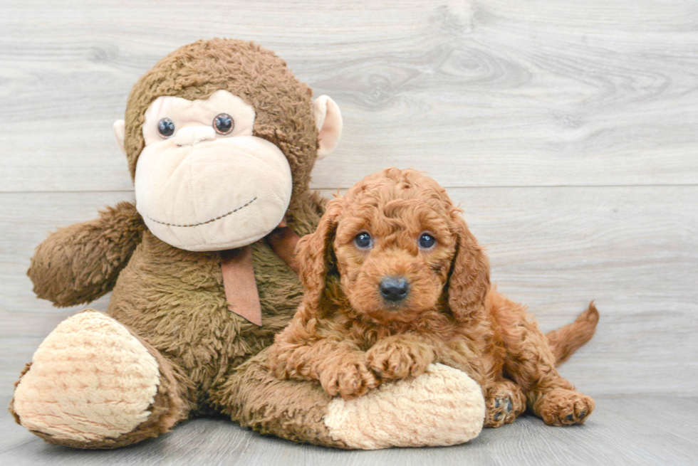 Adorable Golden Retriever Poodle Mix Puppy