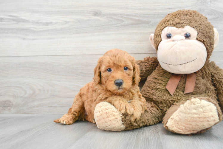 Smart Mini Goldendoodle Poodle Mix Pup