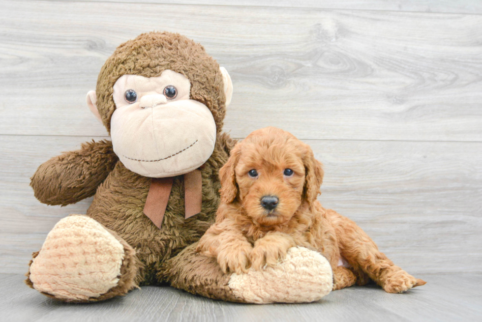 Popular Mini Goldendoodle Poodle Mix Pup