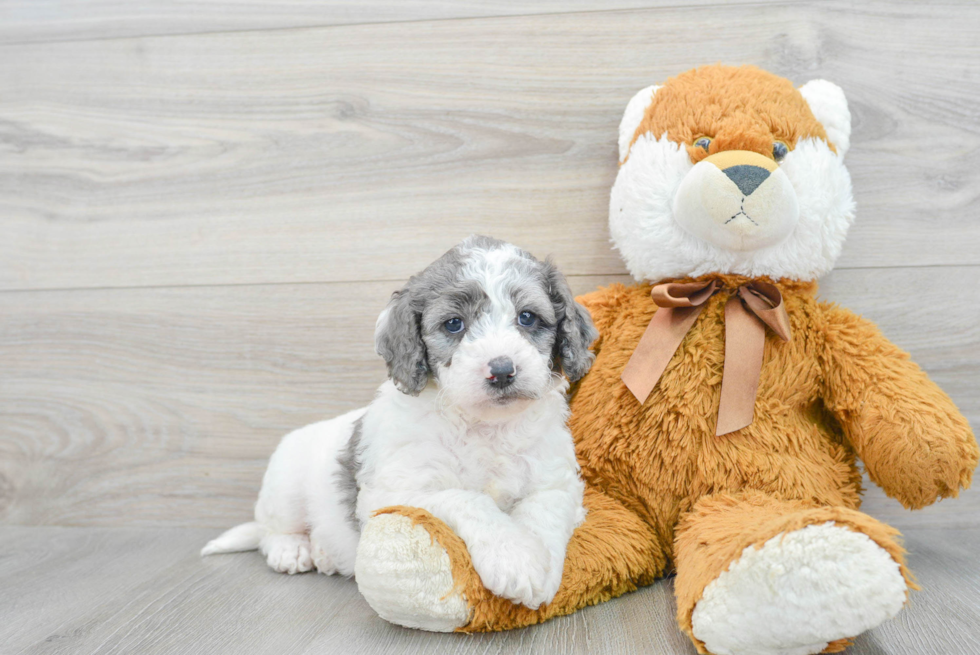 Mini Goldendoodle Puppy for Adoption