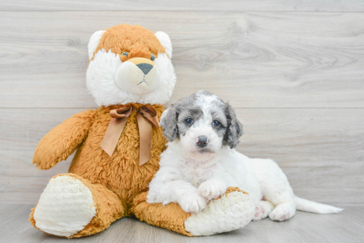 Mini Goldendoodle Puppy for Adoption