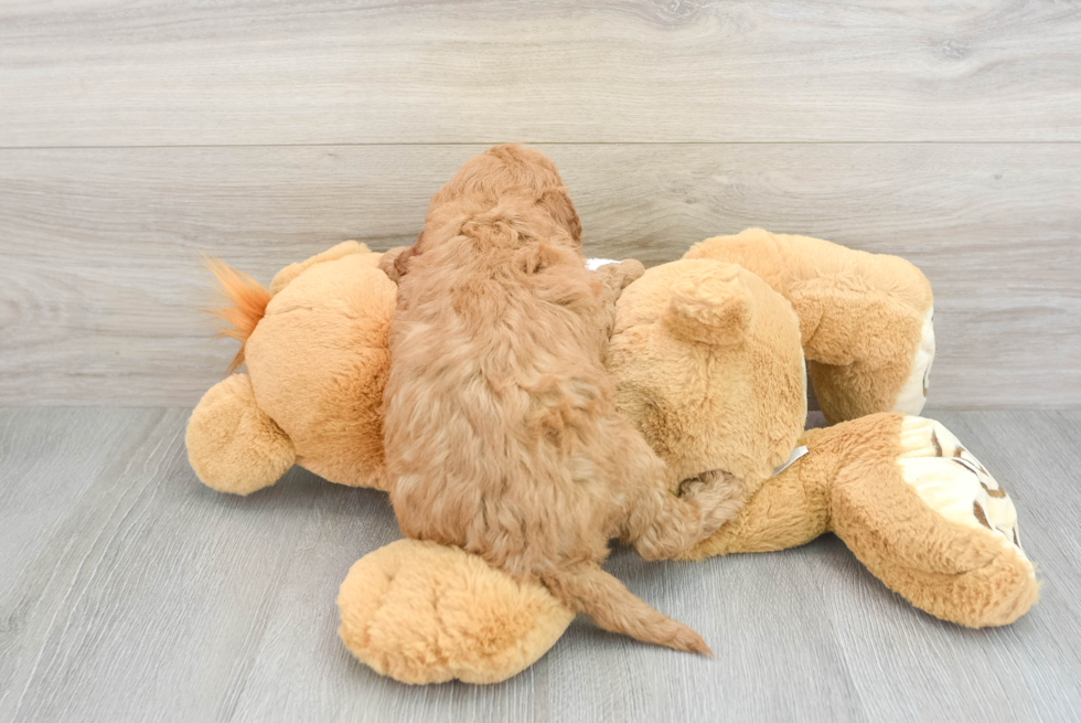 Mini Goldendoodle Pup Being Cute