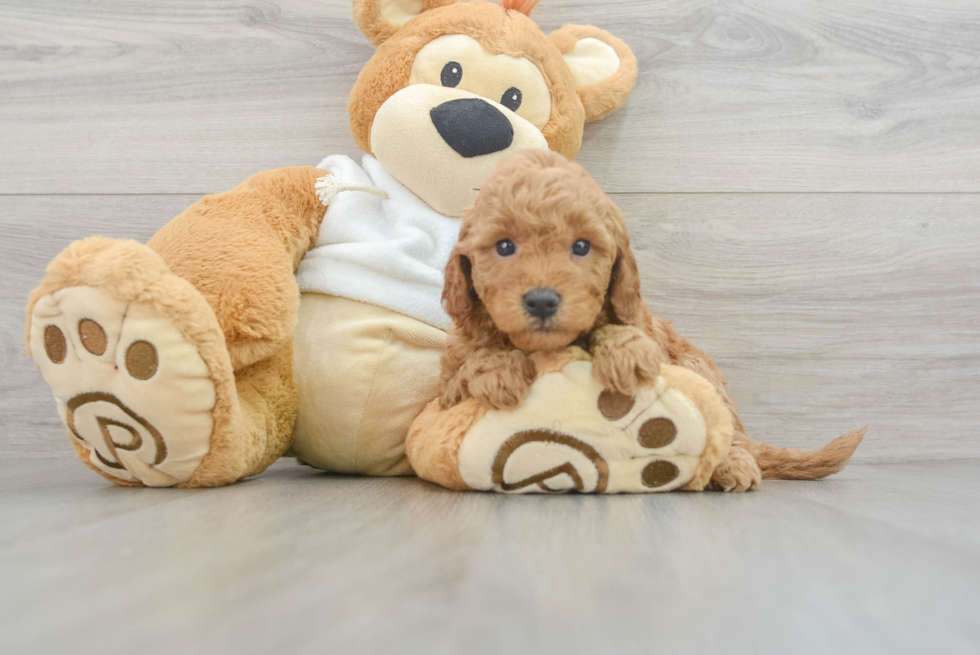 Mini Goldendoodle Pup Being Cute