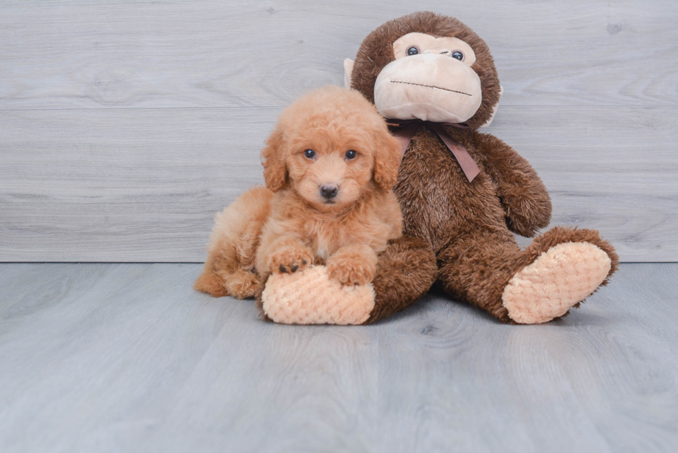 Petite Mini Goldendoodle Poodle Mix Pup