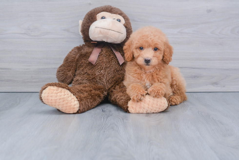 Mini Goldendoodle Puppy for Adoption