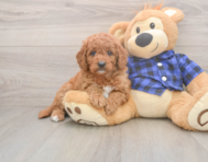 6 week old Mini Goldendoodle Puppy For Sale - Premier Pups
