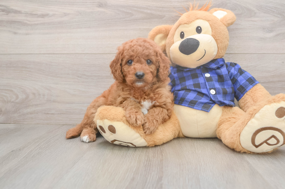 5 week old Mini Goldendoodle Puppy For Sale - Premier Pups