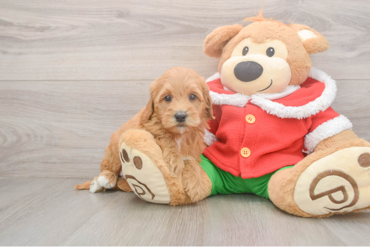 Popular Mini Goldendoodle Poodle Mix Pup