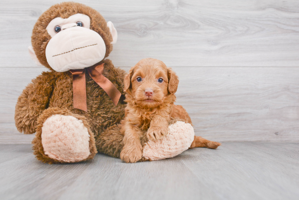 Mini Goldendoodle Puppy for Adoption