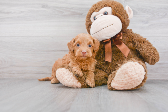 Mini Goldendoodle Pup Being Cute