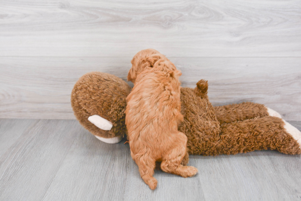 Energetic Golden Retriever Poodle Mix Puppy