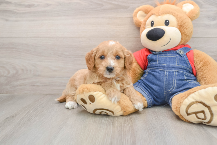 Smart Mini Goldendoodle Poodle Mix Pup