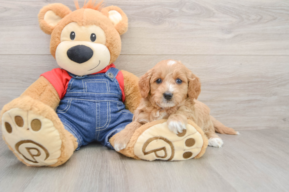 Little Mini Goldenpoo Poodle Mix Puppy