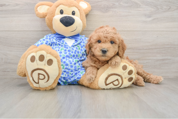 Happy Mini Goldendoodle Baby