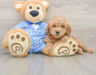 6 week old Mini Goldendoodle Puppy For Sale - Premier Pups
