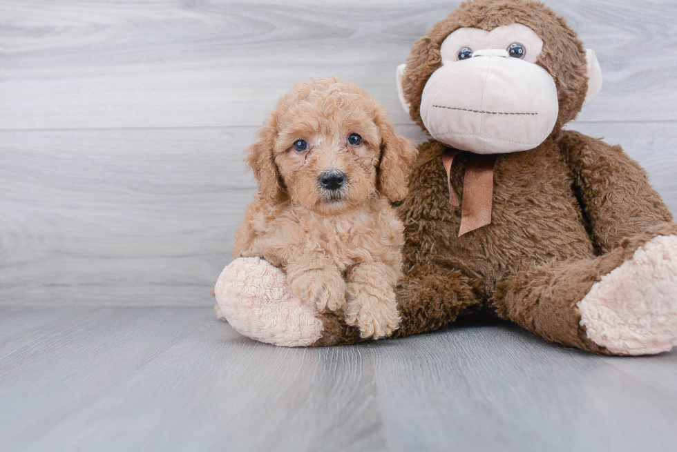 Mini Goldendoodle Pup Being Cute