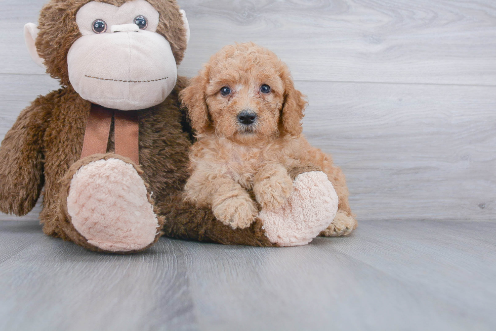 Adorable Golden Retriever Poodle Mix Puppy