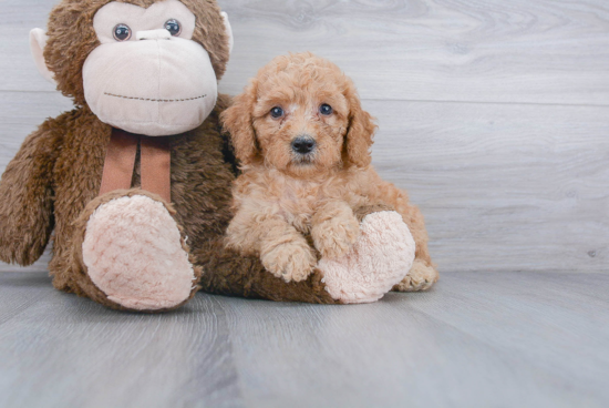 Adorable Golden Retriever Poodle Mix Puppy