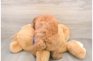 Popular Mini Goldendoodle Poodle Mix Pup