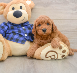 7 week old Mini Goldendoodle Puppy For Sale - Premier Pups