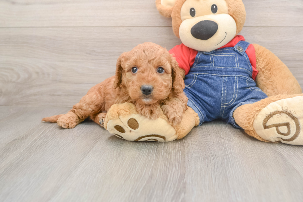Smart Mini Goldendoodle Poodle Mix Pup