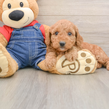 Mini Goldendoodle Pup Being Cute