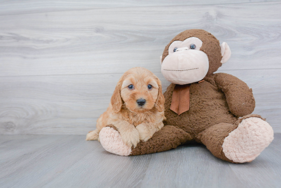 Little Golden Retriever Poodle Mix Puppy