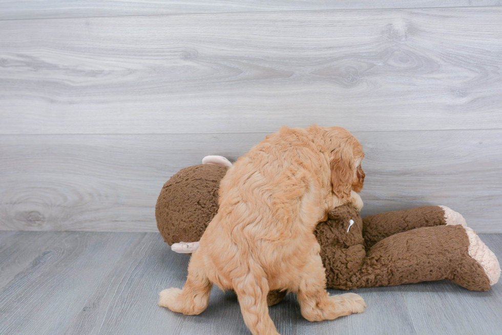 Sweet Mini Goldendoodle Baby