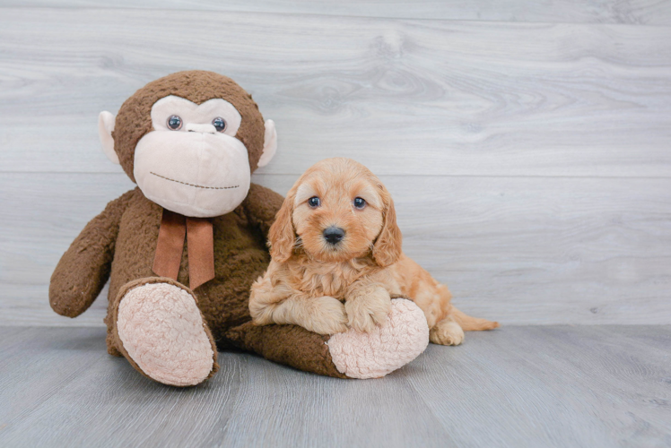 Mini Goldendoodle Puppy for Adoption