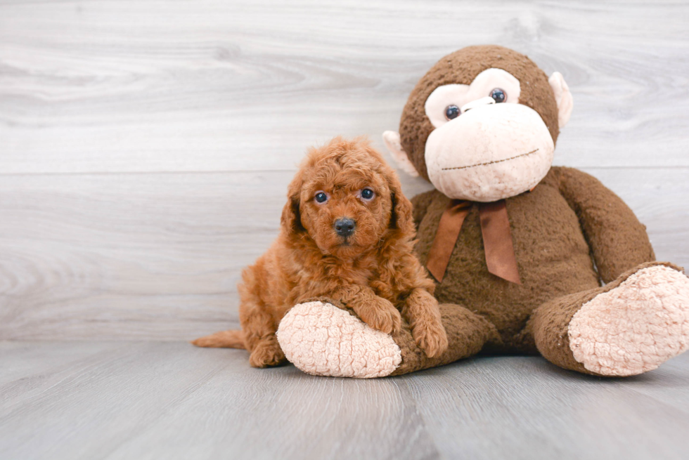 Mini Goldendoodle Pup Being Cute