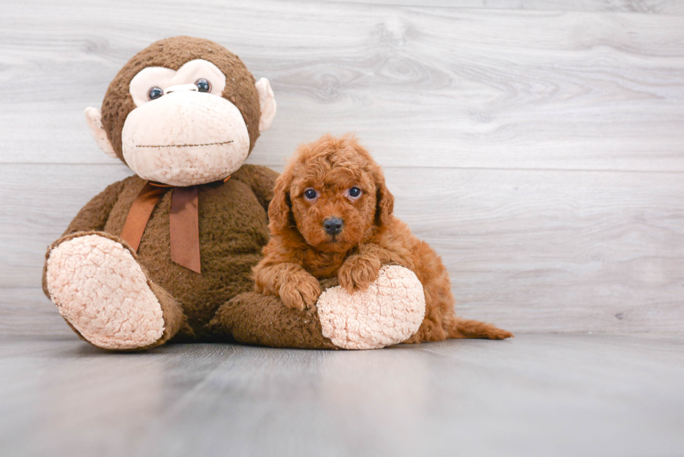 Best Mini Goldendoodle Baby