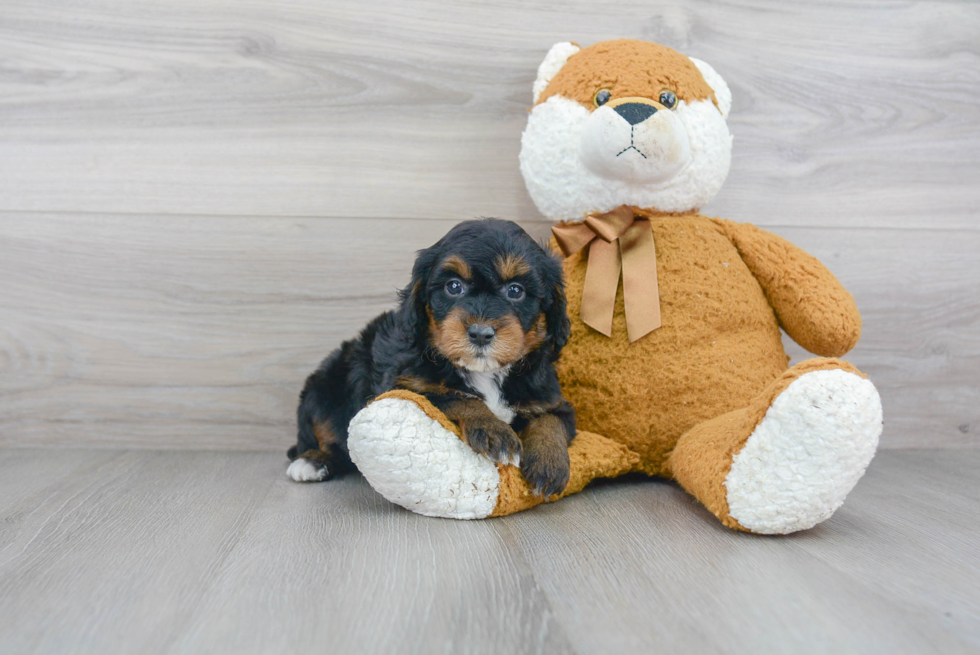 Best Mini Goldendoodle Baby