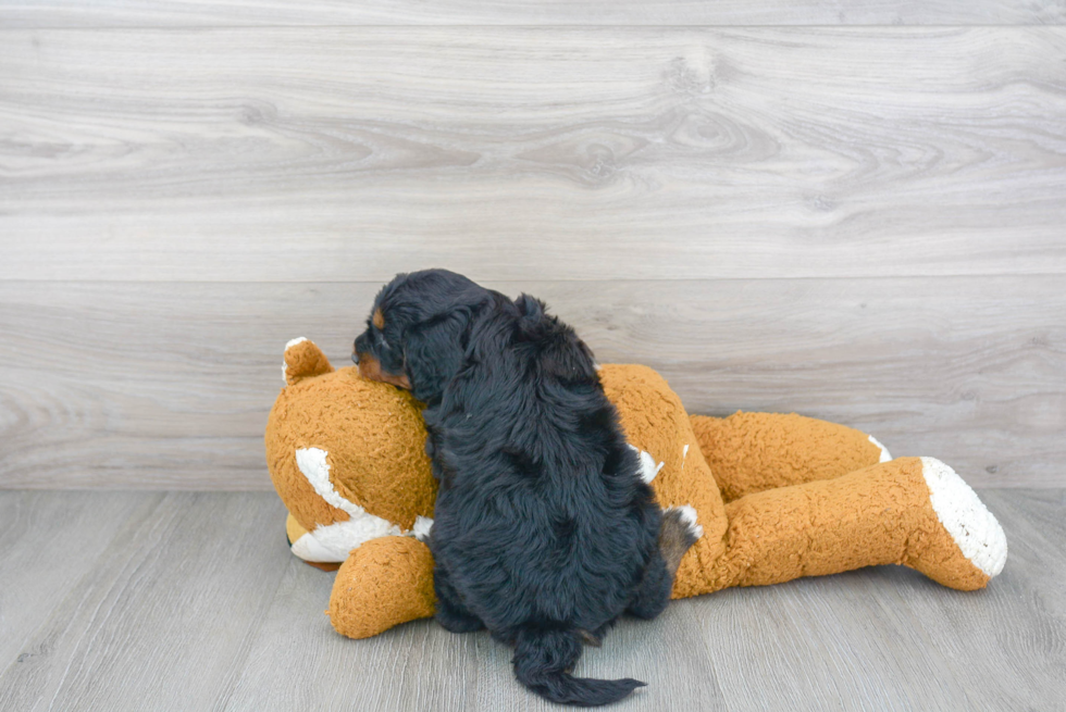 Adorable Golden Retriever Poodle Mix Puppy