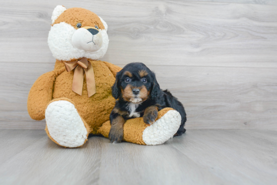 Mini Goldendoodle Pup Being Cute