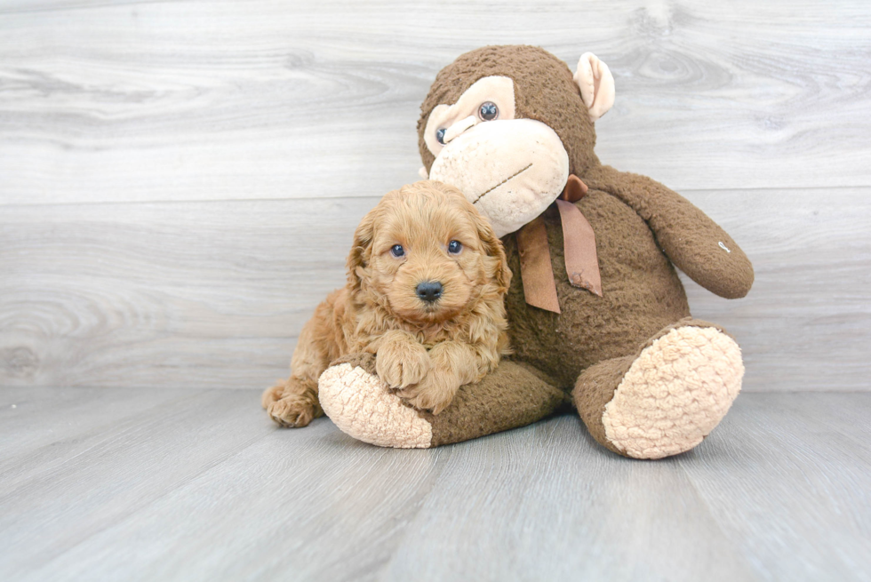 Mini Goldendoodle Pup Being Cute