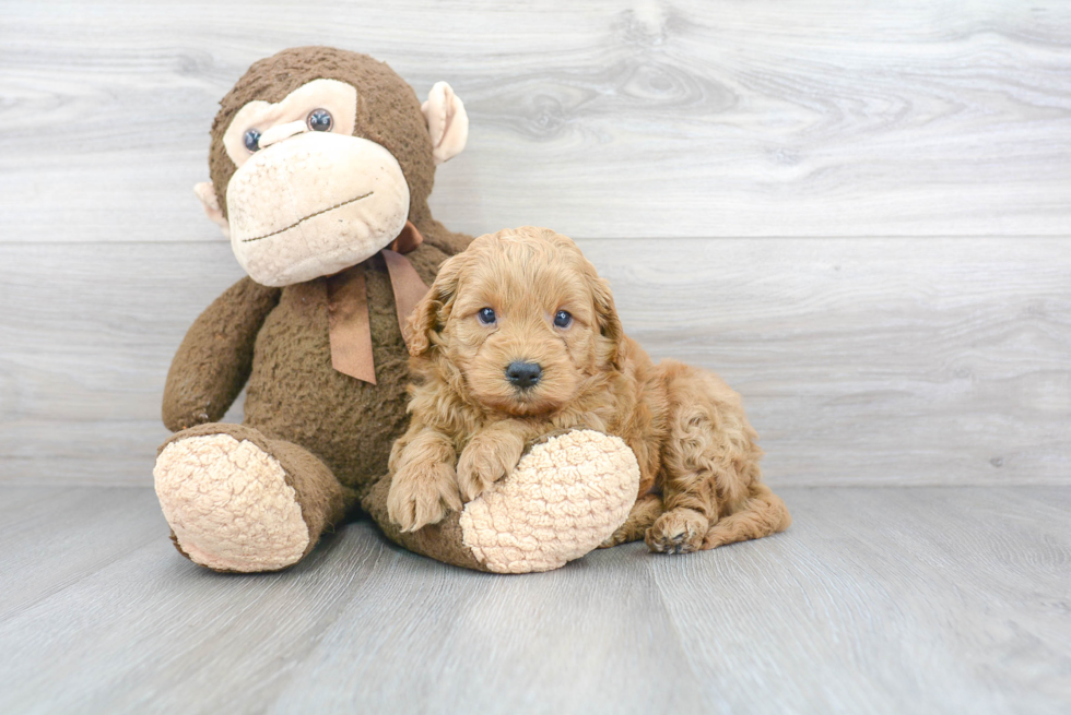 Popular Mini Goldendoodle Poodle Mix Pup