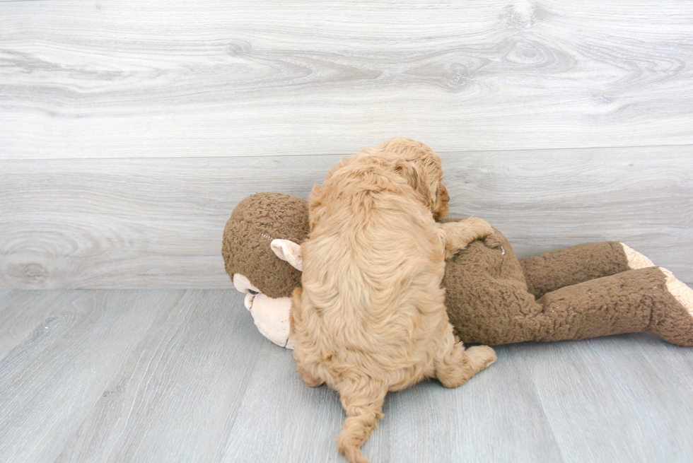 Mini Goldendoodle Puppy for Adoption