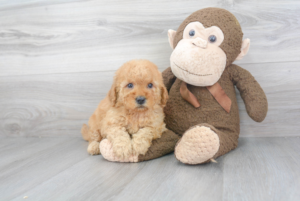 Sweet Mini Goldendoodle Baby