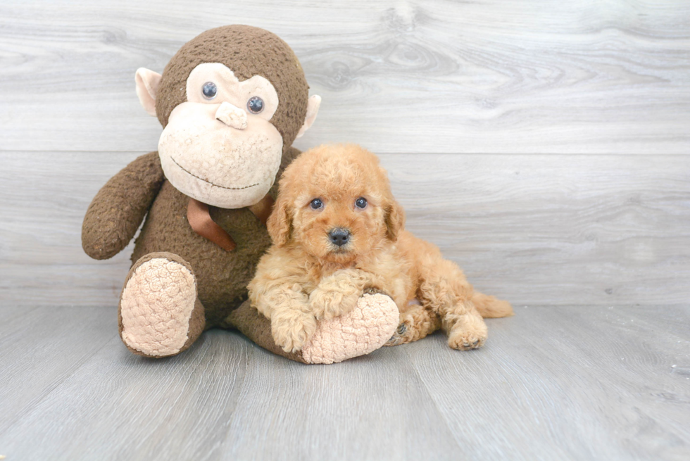 Best Mini Goldendoodle Baby