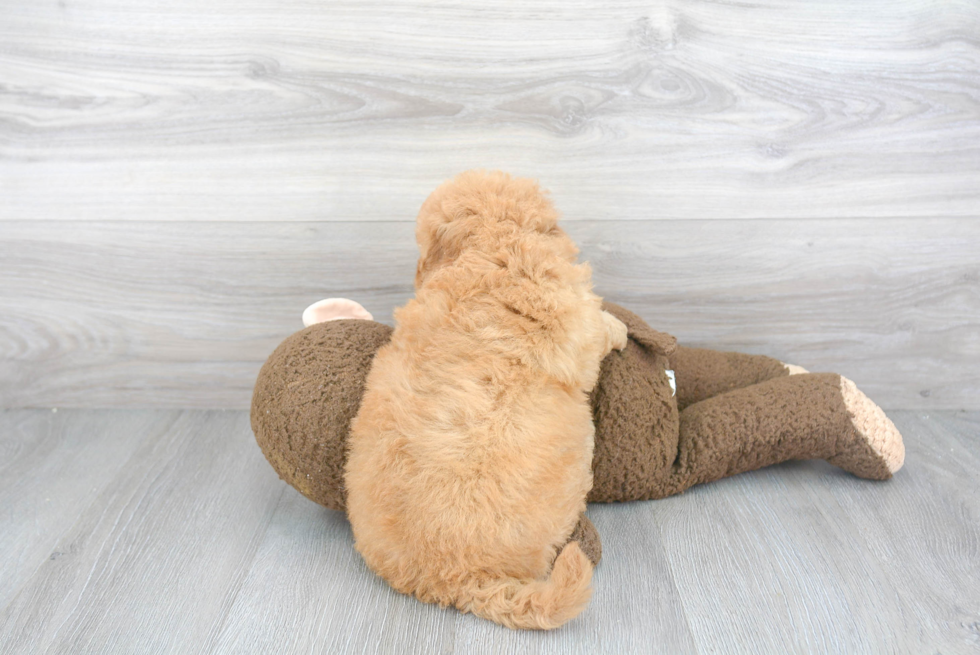 Playful Golden Retriever Poodle Mix Puppy