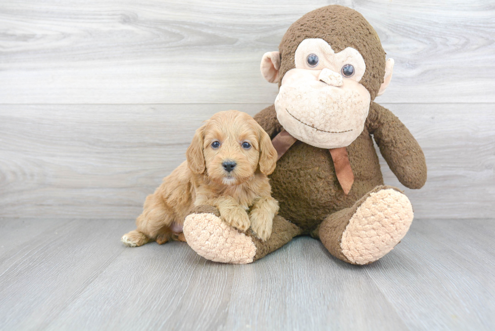 Best Mini Goldendoodle Baby