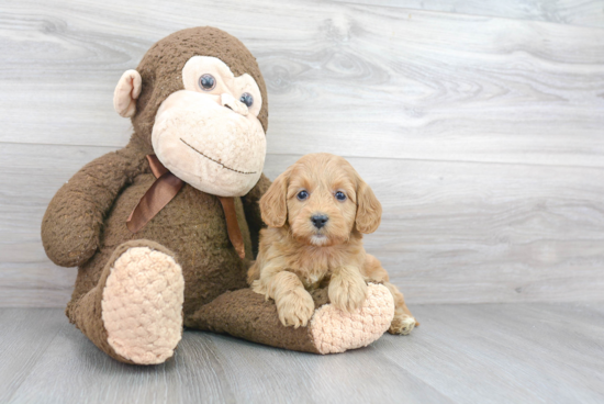 Energetic Golden Retriever Poodle Mix Puppy